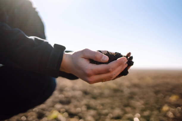 istock Hand of expert farmer collect soil. 1402359222