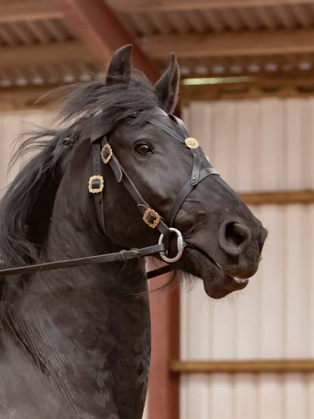 istock Black Friesian Horse & Mane. 1402359352
