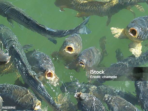 Nutrizione Carpa Comune - Fotografie stock e altre immagini di Affamato - Affamato, Ambientazione esterna, Carpa comune