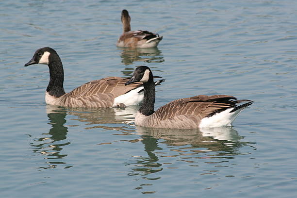 istock Canadian Geese on lake 140236006