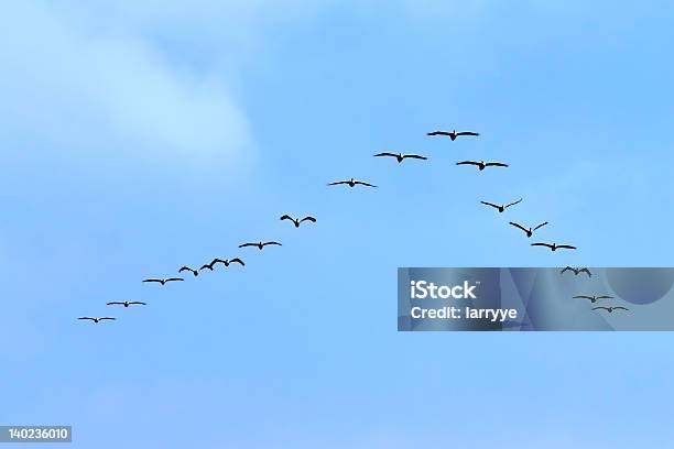 Foto de American Branco Pelicanos e mais fotos de stock de Migração de animais - Migração de animais, Pássaro, Arranjo