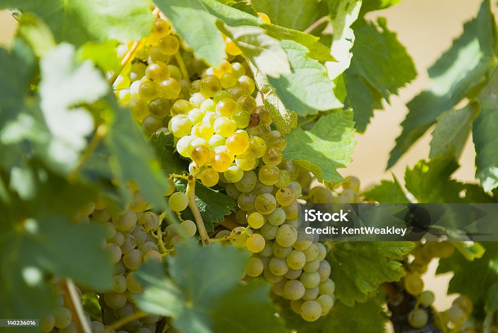 Vinhedo uvas frescas de maduras na vinha 1 - Foto de stock de Agricultura royalty-free