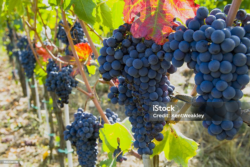 Maduros frescos vineyard uvas en la vid 03 - Foto de stock de Agricultura libre de derechos