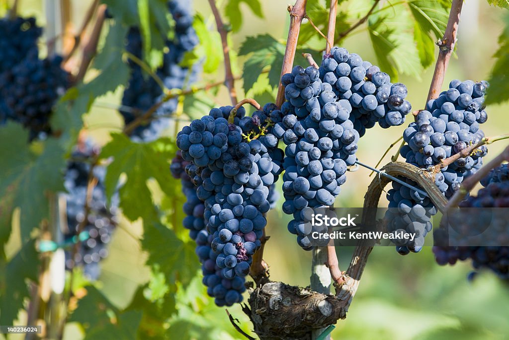 Uve Vigna freschi maturi sulla vite 09 - Foto stock royalty-free di Agricoltura