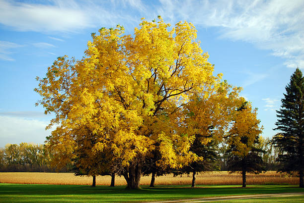 черный грецкий орех дерево осенью - american walnut стоковые фото и изображения