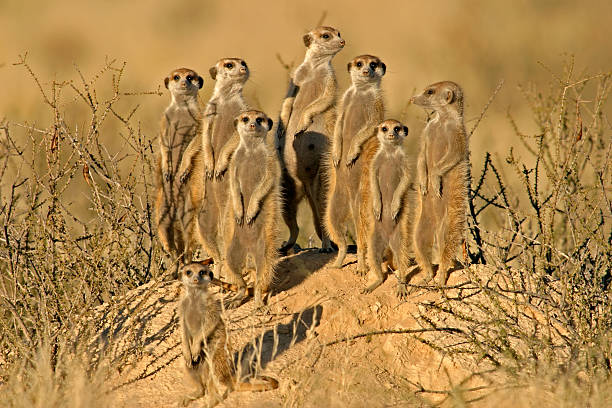 suricate (suricata) familie - kalahari gemsbok national park stock-fotos und bilder