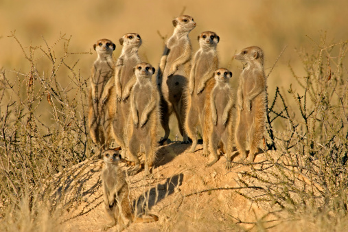 Two meerkats are standing and watching together on the ground. Sunlight and deep shadow