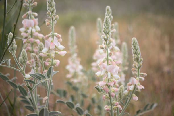 istock Pink color wildflowers and landscape. 1402362293