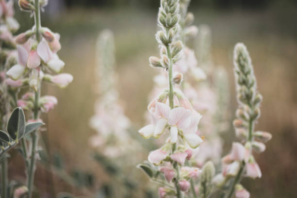 istock Pink color wildflowers and landscape. 1402362299