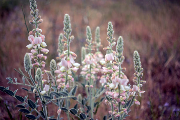 istock Pink color wildflowers and landscape. 1402362336