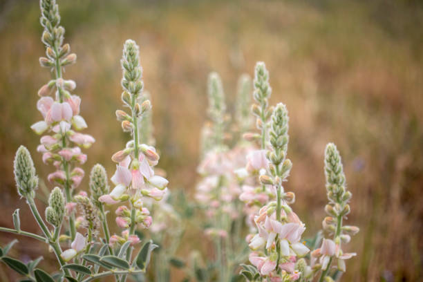 istock Pink color wildflowers and landscape. 1402362339