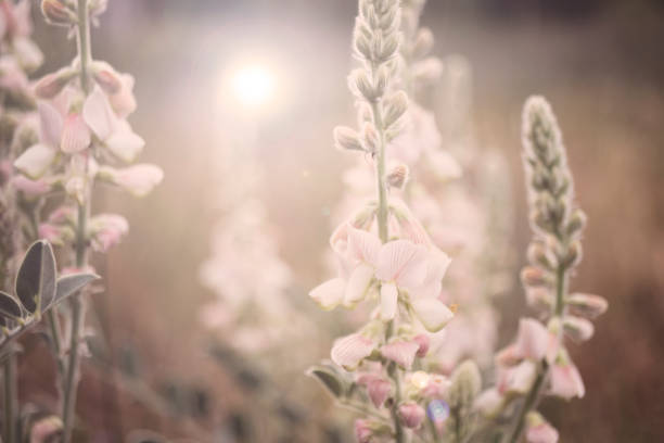 istock Pink color wildflowers and landscape. 1402362600
