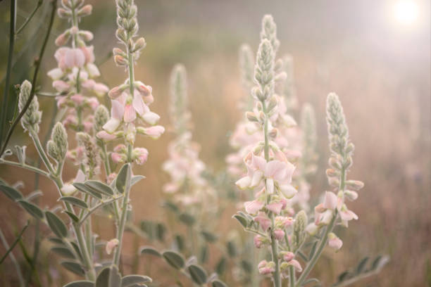 Pink color wildflowers and landscape. stock photo