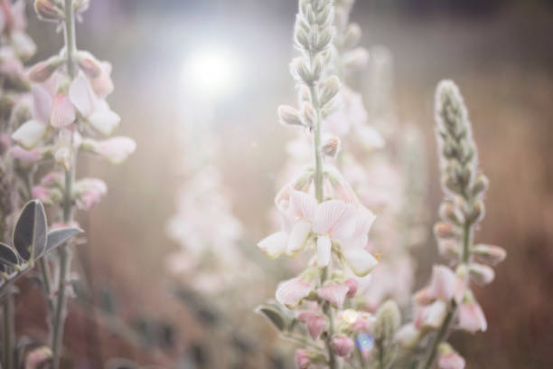 istock Pink color wildflowers and landscape. 1402362709