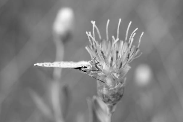 istock thistle flower and spotted butterfly, close-up. 1402362712