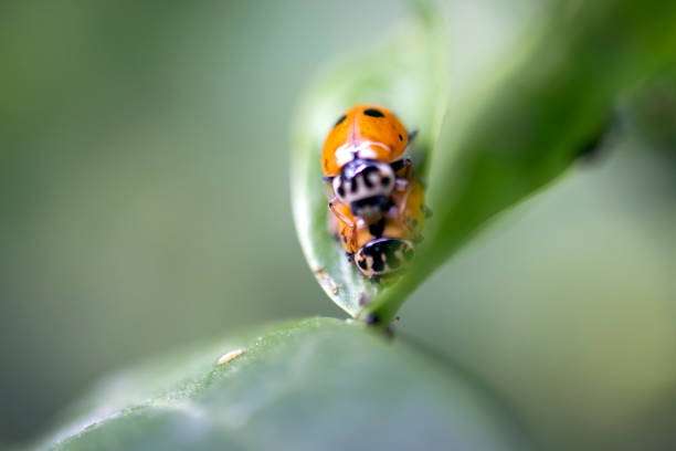 istock green leaves and ladybugs, spring photo. close-up. 1402362925