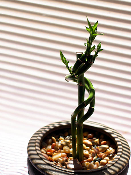 istock Bamboo stalks growing in clay pot 140236310
