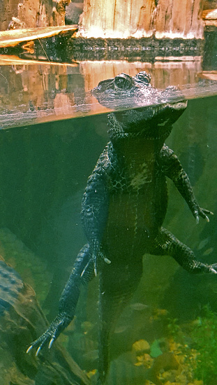 An alligator poses for a photo