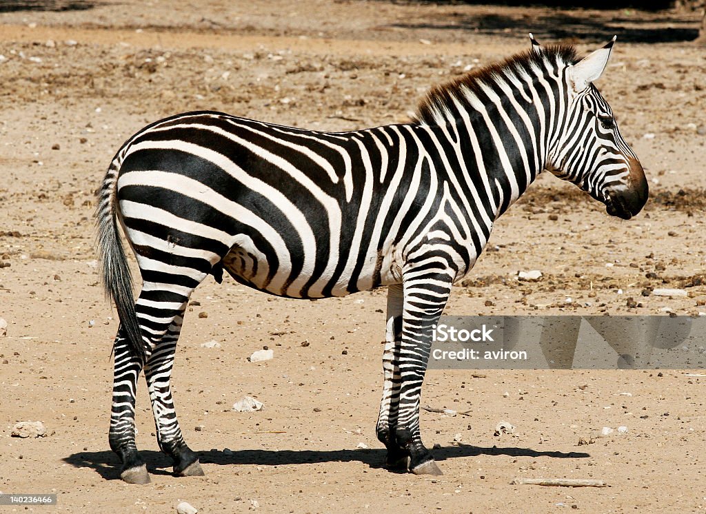 Zebra - Zbiór zdjęć royalty-free (Afryka)