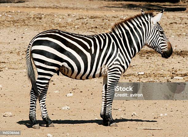 Zebra - zdjęcia stockowe i więcej obrazów Afryka - Afryka, Bez ludzi, Biały