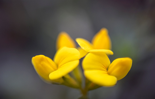 yellow wildflower, close-up.  photo taken in the countryside.