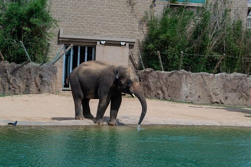 Zoo animal enjoying a pond