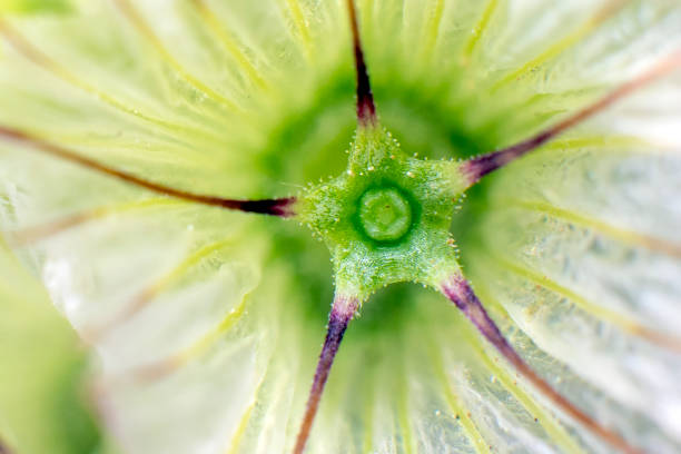 Macro detail yellow and white king protea