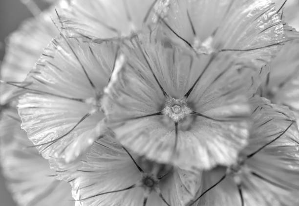Dandelion with blown seeds, close-up macro background.