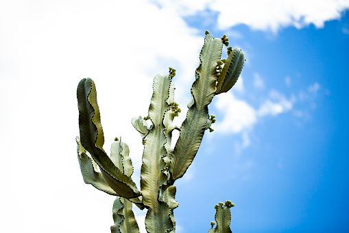 blooming beavertail cactus (opuntia species)