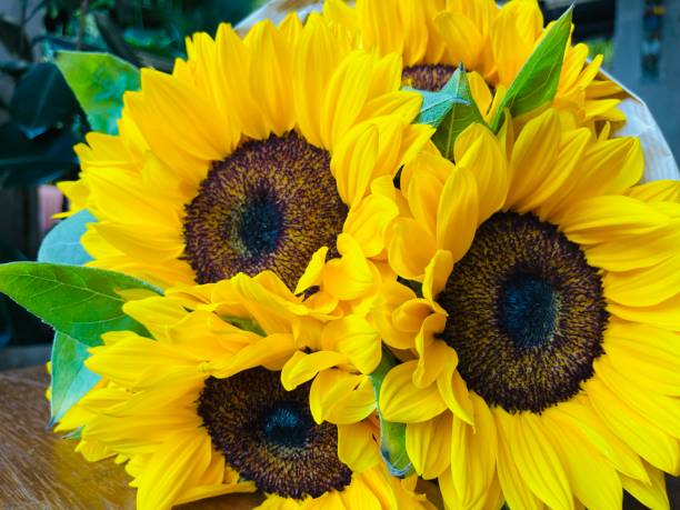 istock Beautiful bouquet of sunflowers on table indoors. Space for text.  Selective focus 1402365767