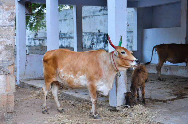 istock Indian cow with cub in India 1402365886