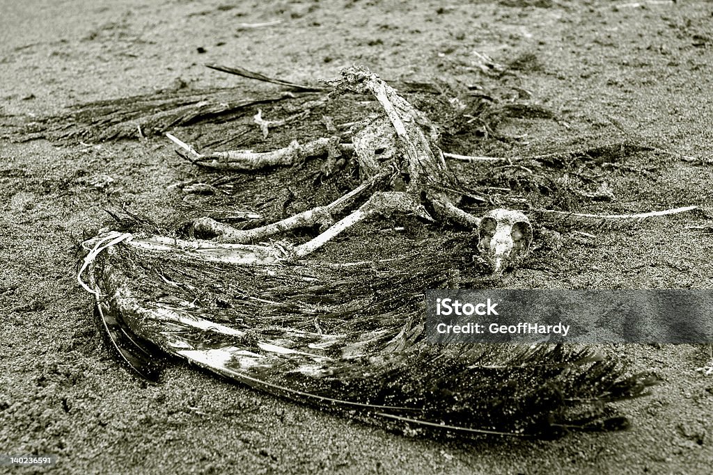 Avvoltoio scheletro sdraiata sulla sabbia - Foto stock royalty-free di Ala di animale