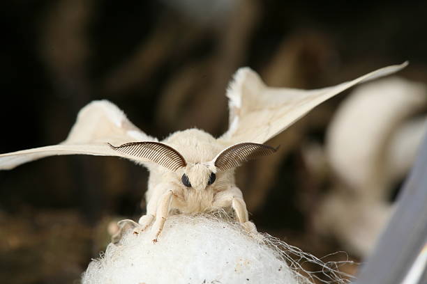 istock Silkworm Moth Newly Emerged From Cocoon 140236673