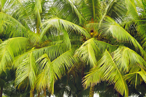 A nature surrounding us - green palm tree