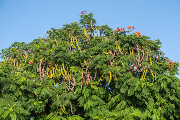 istock Delonyx regia tree with pods hanging on it 1402367072
