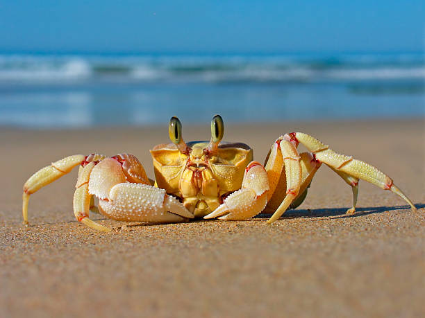 Ghost crab with beach background Alert ghost crab (Ocypode ryderi) on the beach, South Africa crab photos stock pictures, royalty-free photos & images