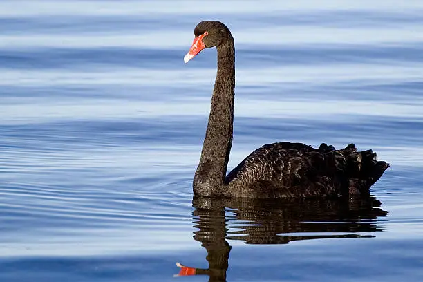 Photo of Black swan, blue water - II