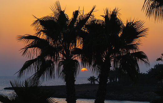 Sunset . Palm tree in the foreground. High quality photo
