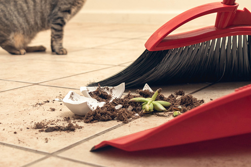 Shot of a broom sweeping a broken plant and dirt into a dust pan.  A cat's paws are seen in the background, implying that the cat broke the plant.