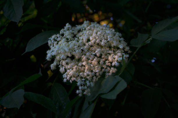 Sambucus tree branch blossoming with small white flowers close-up