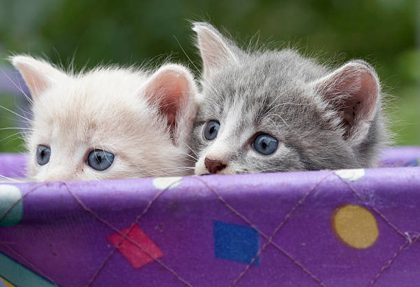 istock Two small kittens in a baby carriage 140236957