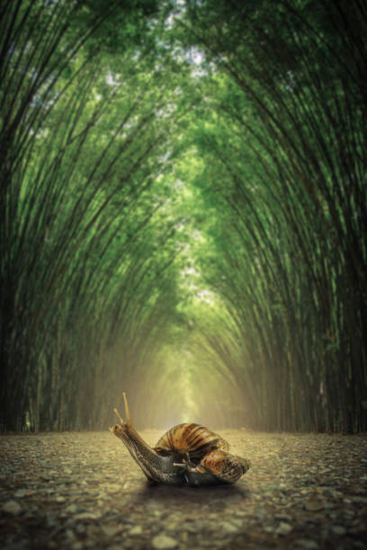 Snail on floor. The path flanked by two sides with no bamboo forest background .