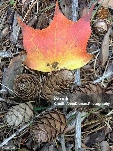 추절 가문비나무에 대한 스톡 사진 및 기타 이미지 - 가문비나무, 가을, 가지-식물 부위