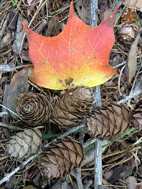 Autumn stock photo