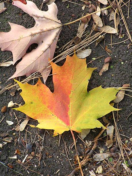 Fall Color stock photo