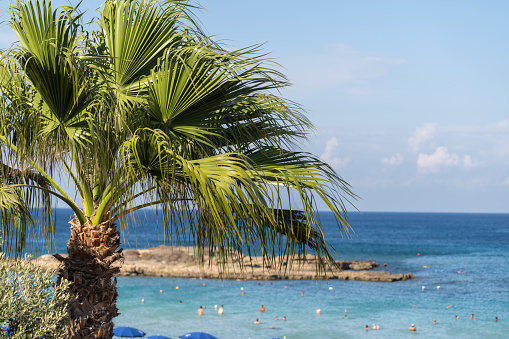 Palm tree on the background of the beach in Protaras Cyprus