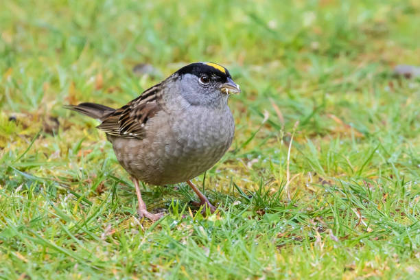 istock Male Golden-Crowned Sparrow Foraging on Green Grass 1402370666