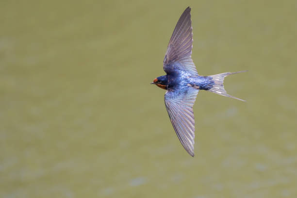 istock Barns Swallow in Graceful Flight 1402370699