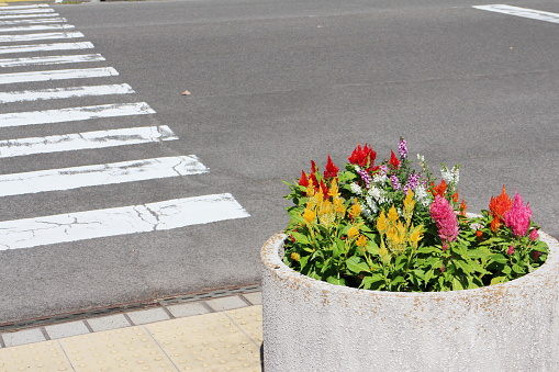 Flowers and Braille blocks in front of the pedestrian crossing
