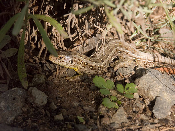 Lézard de sable - Photo